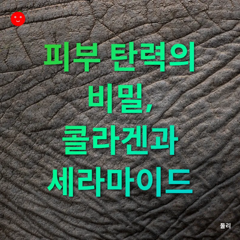 피부 탄력 향상_2