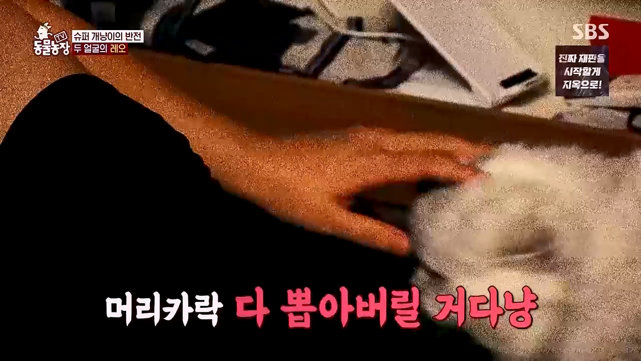 TV 동물농장 1189화 다시보기.ts_20240922_161939.621.jpg