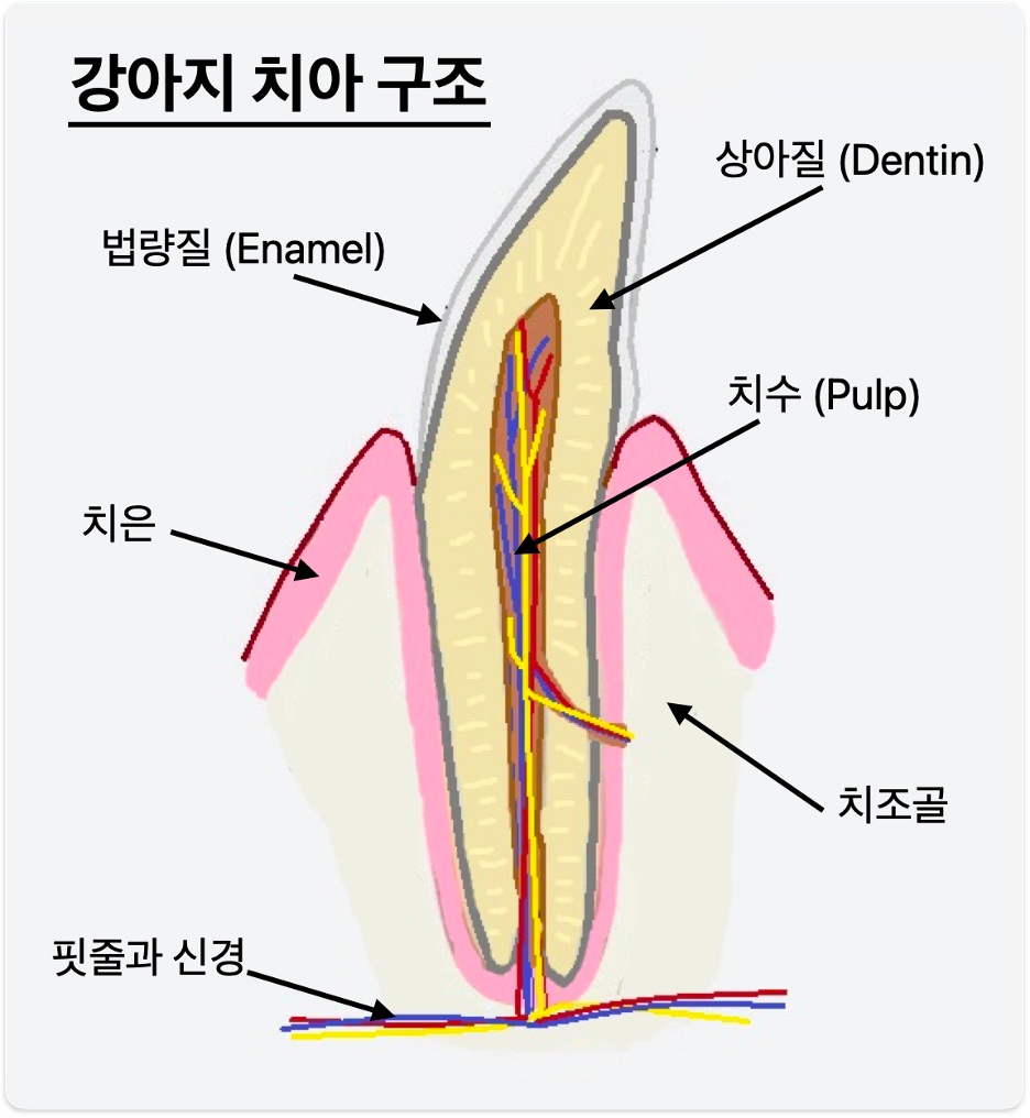 강아지 치아 구조