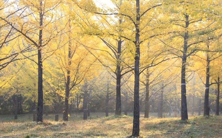 [국내가을여행지추천] 단풍명소 - 강원도 가을 여행지 추천 홍천 은행나무숲