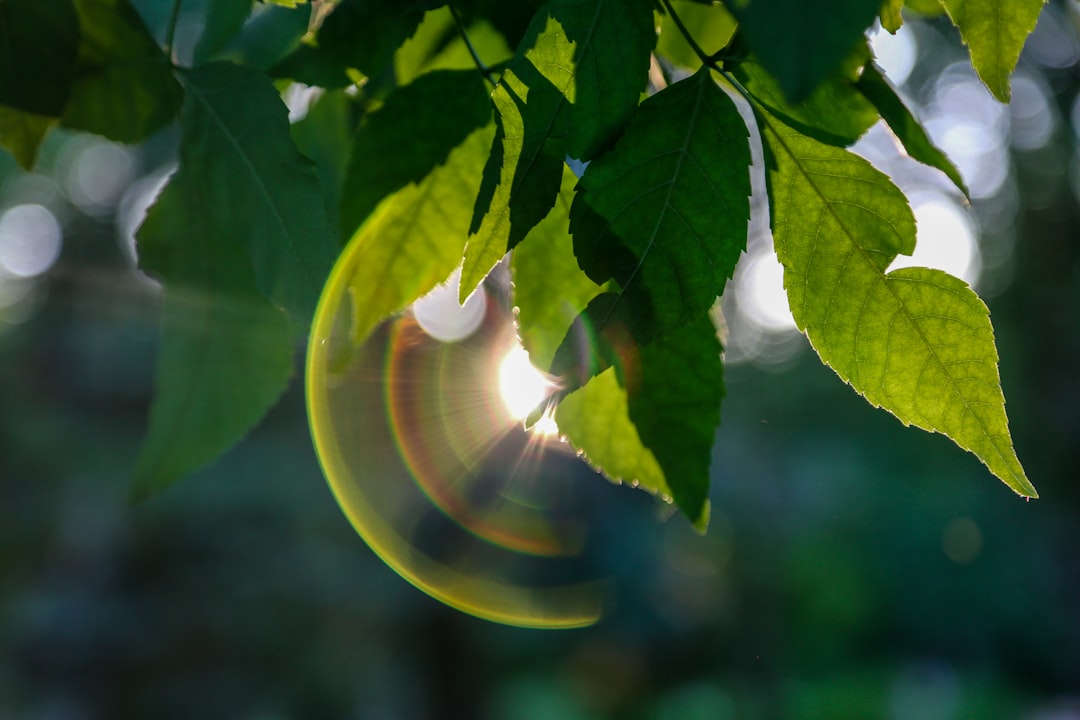 lens