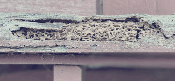 마른나무 흰개미가 갉아먹은 목조 건축물