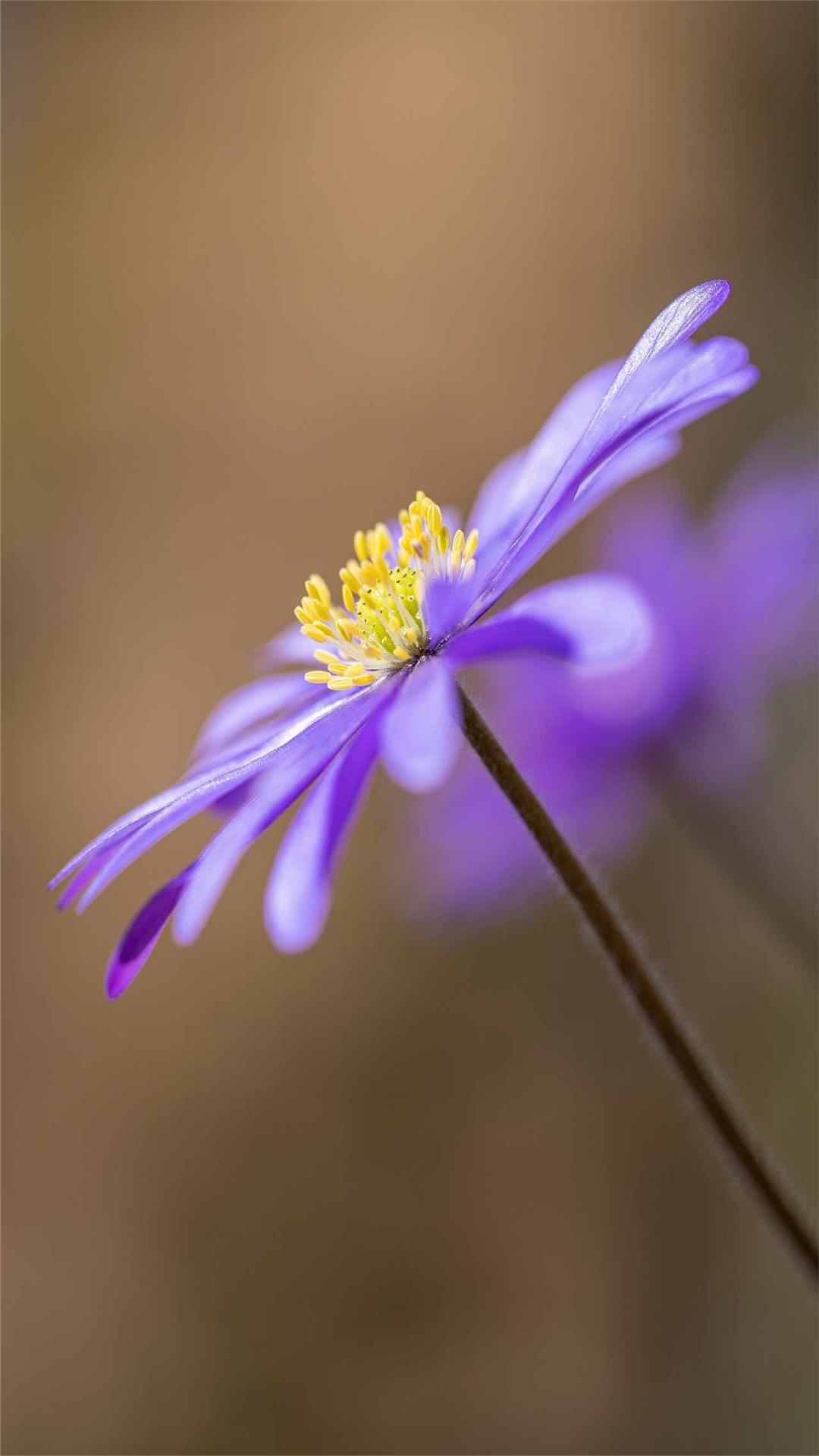 Anemone Flower iPhone Wallpaper