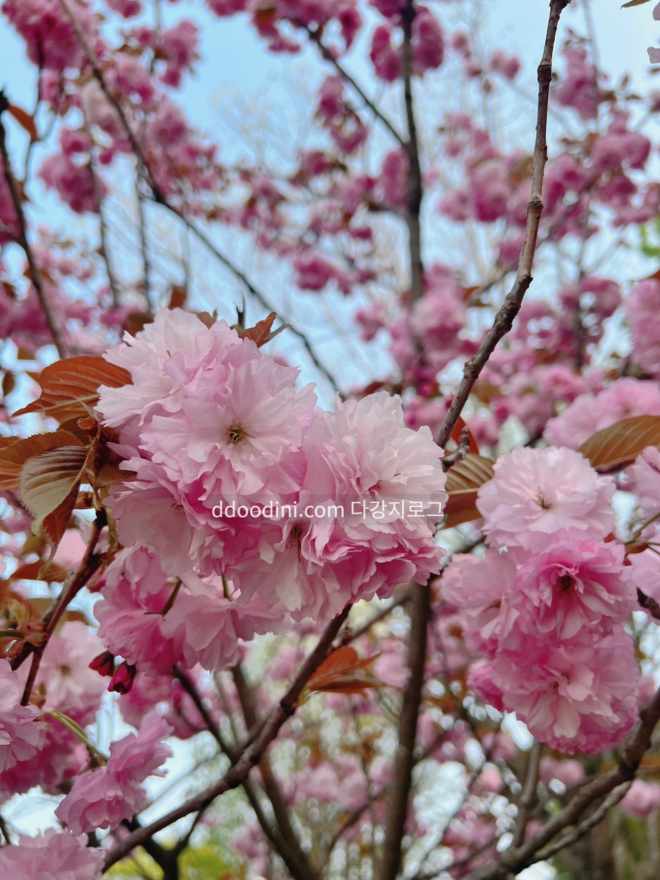 전주 완산꽃동산 겹벚꽃 현재