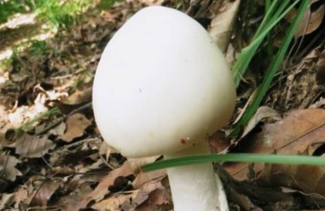 하얀-봉우리-모양의-독우산광대버섯