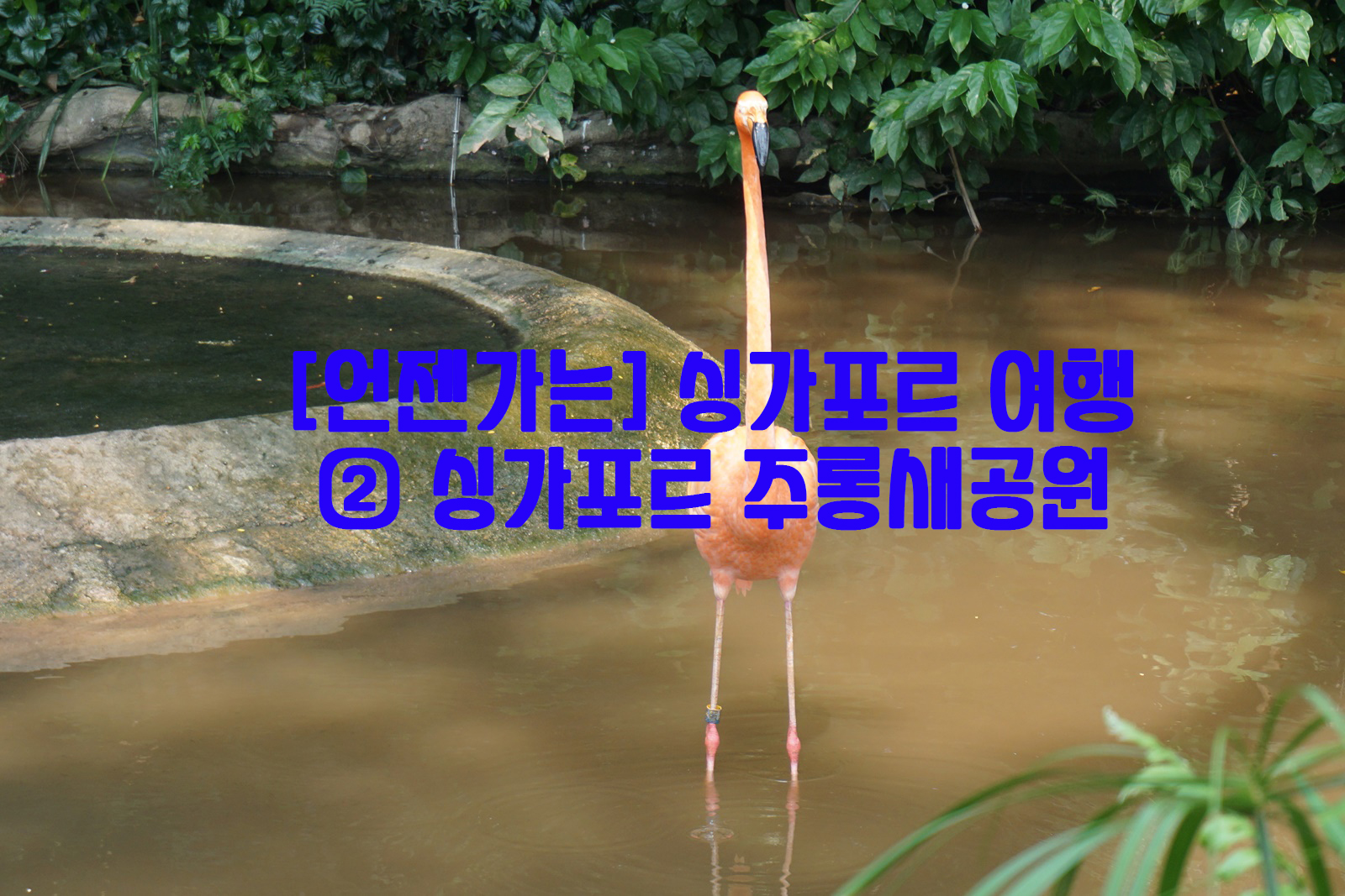  [언젠가는] 싱가포르 여행…② 싱가포르 주롱새공원