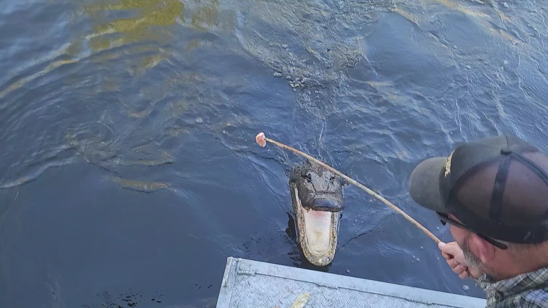 맨착늪지대 야생악어(manchac swamp wild aligator)