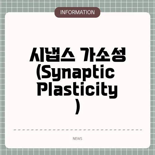 시냅스 가소성  (Synaptic Plasticity)