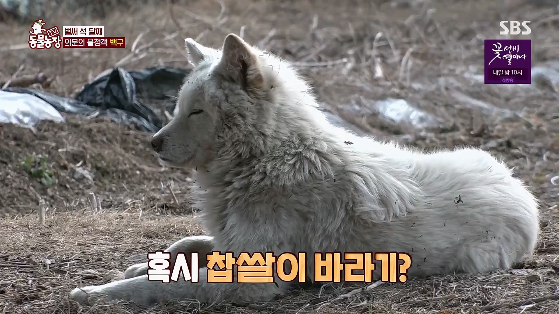 TV 동물농장.E1112.230319p.H264-F1RST.mp4_20230319_175154.994.jpg