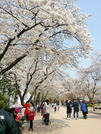 서울어린이대공원-벚꽃
