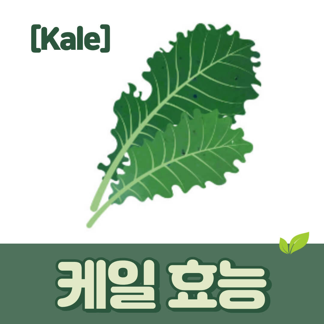 케일 | 효능 영양성분 부작용 활용 슈퍼푸드