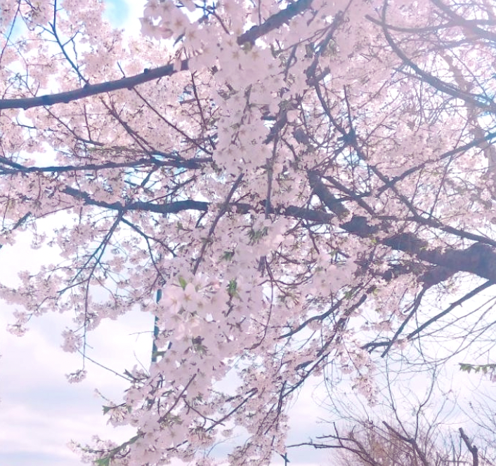 과천시-벚꽃