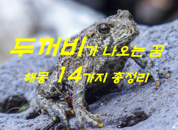  두꺼비꿈 해몽 14가지 총정리