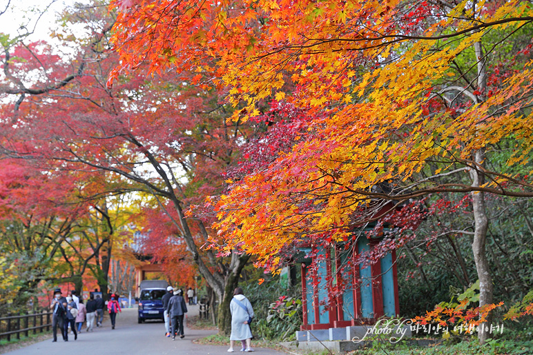 11/5 장산 단풍 절정의 정읍 내장사 12