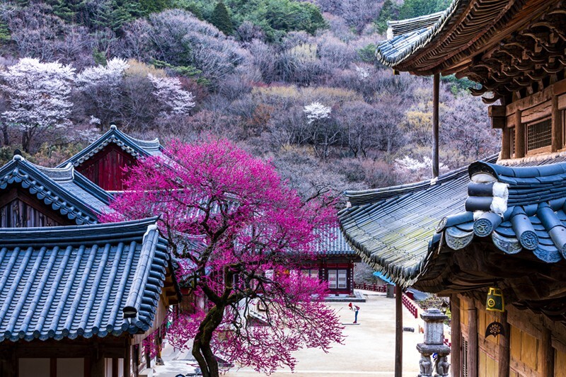  꽃으로 가는 봄 여행지...