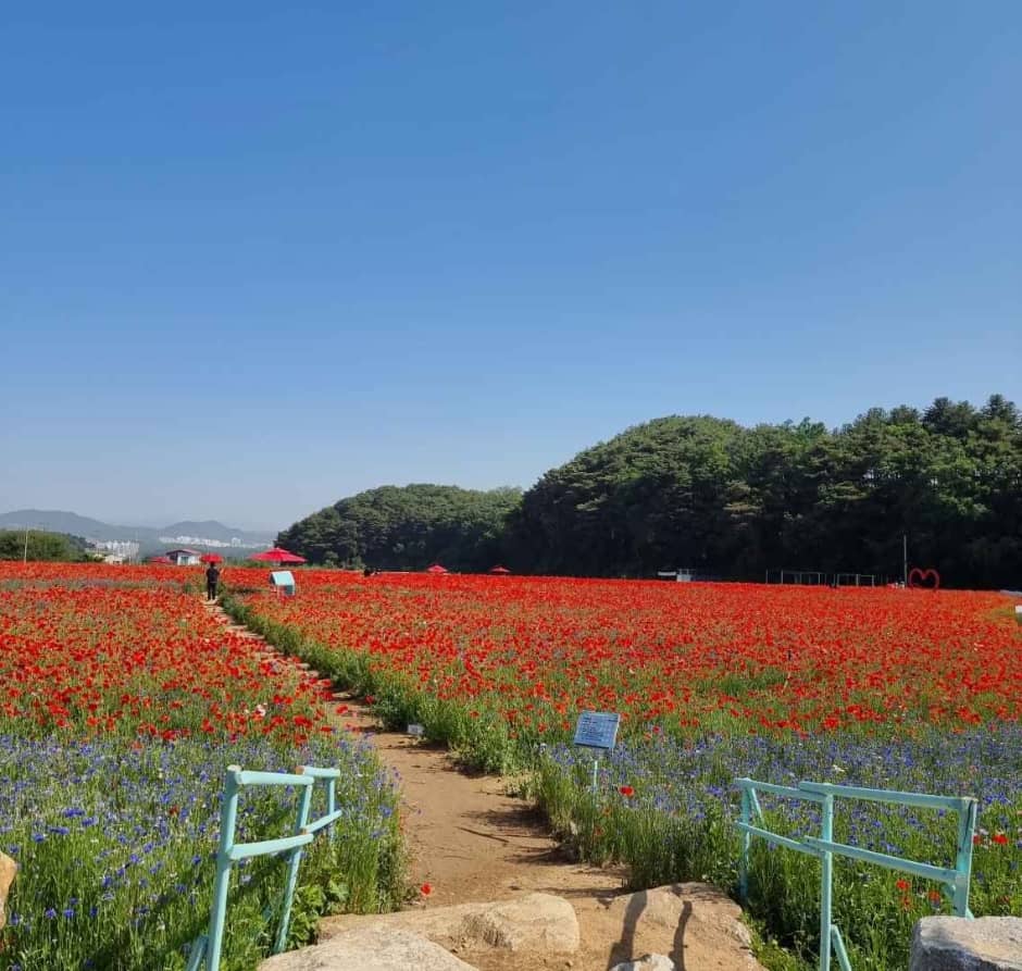 원주 용수골 양귀비꽃