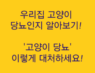  "우리집 고양이 당뇨인지 알아보기! '고양이 당뇨', 이렇게 대처하세요!"