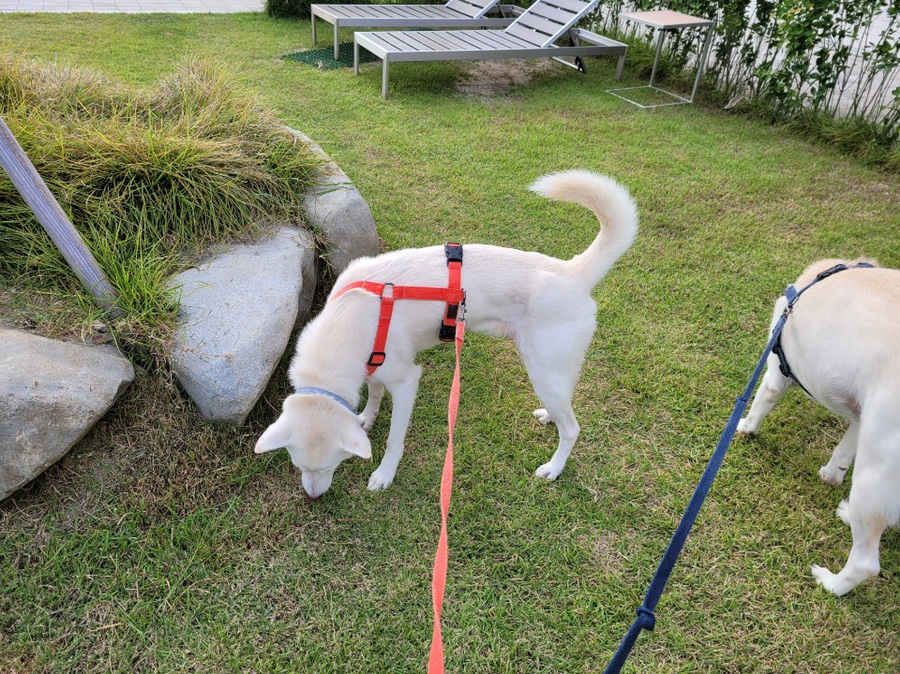 애견힐링센터 대형견 진돗개 공격성 훈련 아산 천안 애견 훈련소 안녕 똑똑해! 9