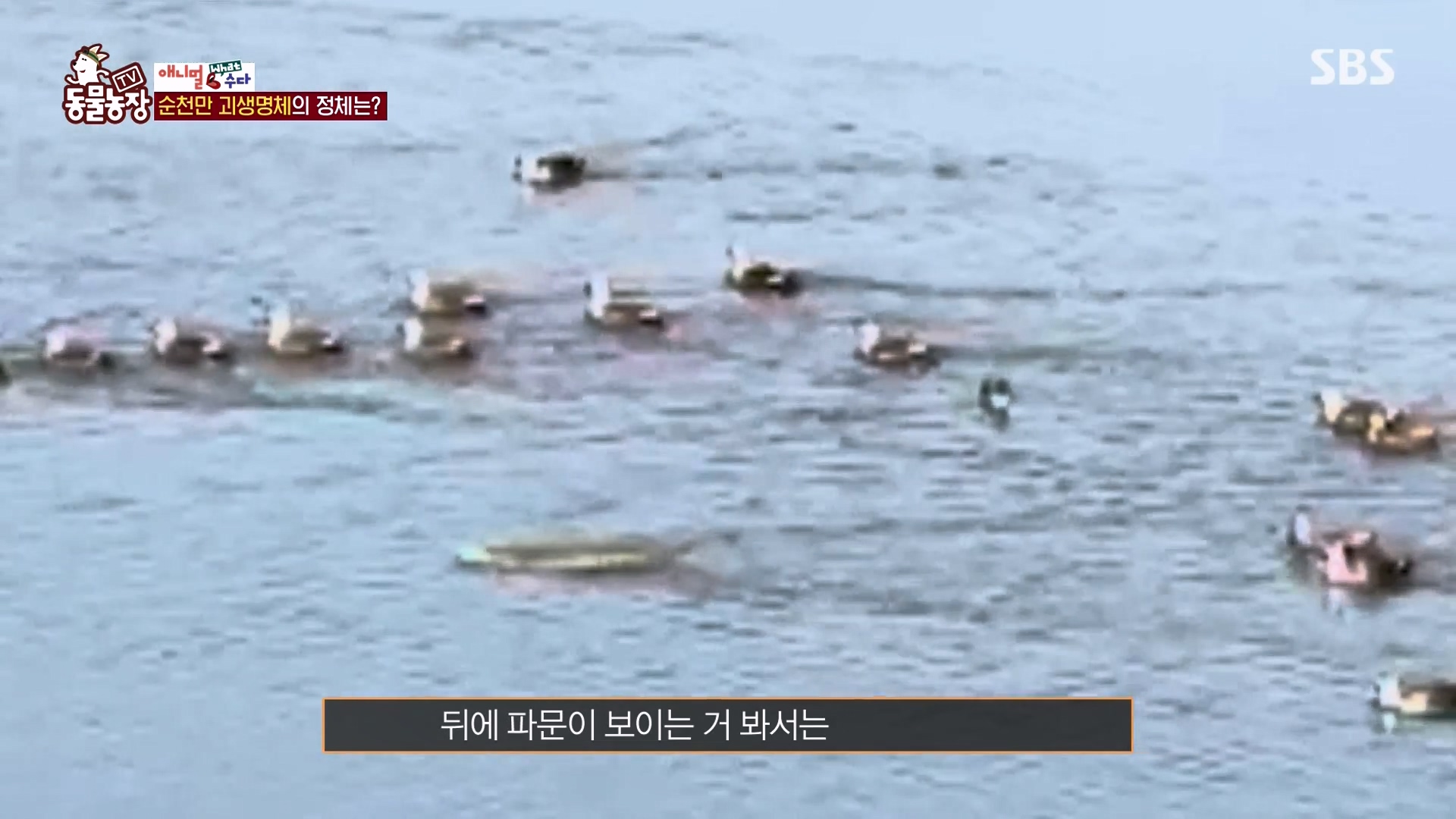 TV 동물농장.E1164.240324p-NEXT.mp4_20240324_170353.182.jpg