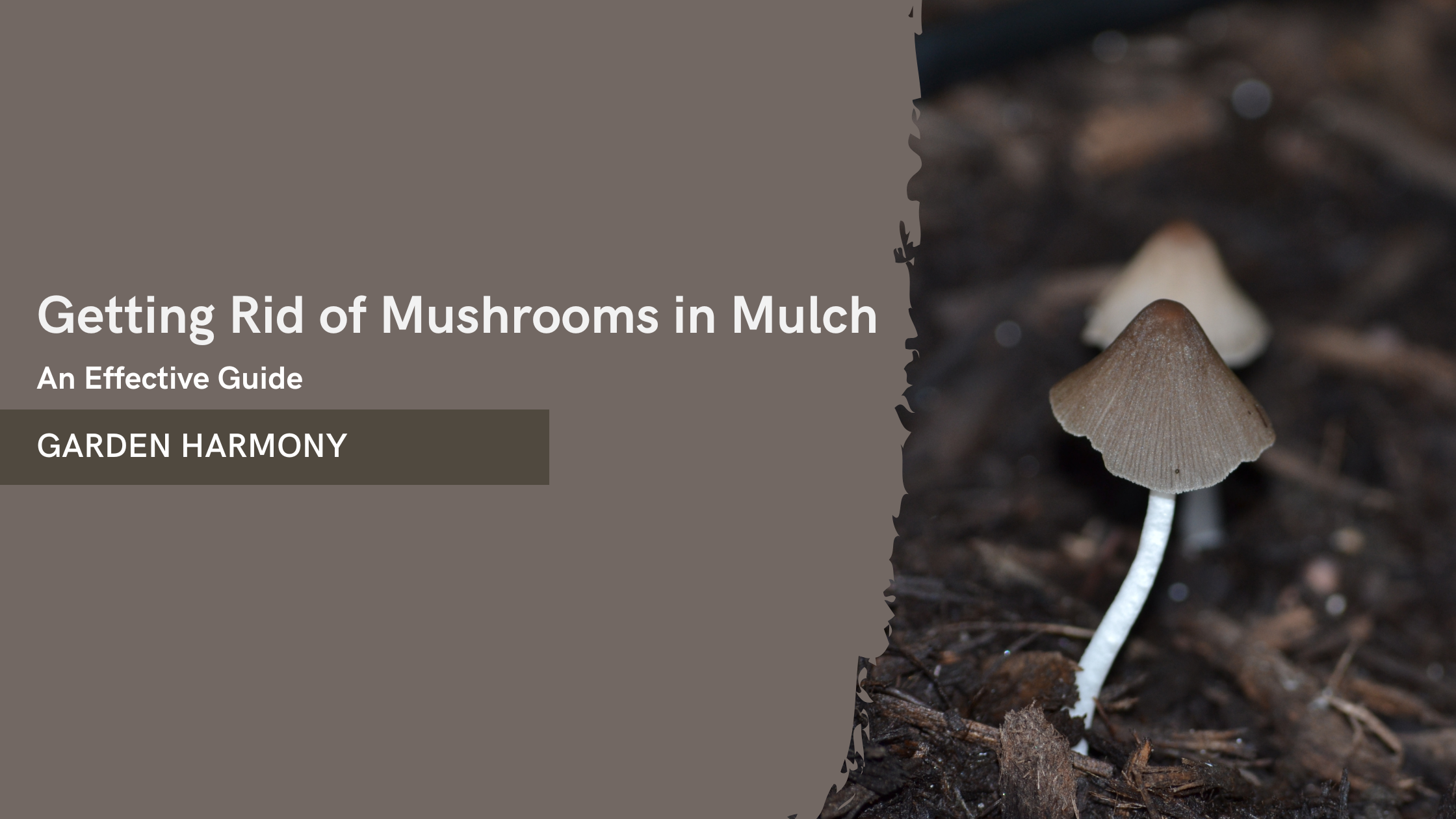 Mastering Mulch Maintenance Getting Rid of Mushrooms Effectively