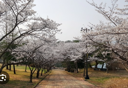 화순벚꽃명소