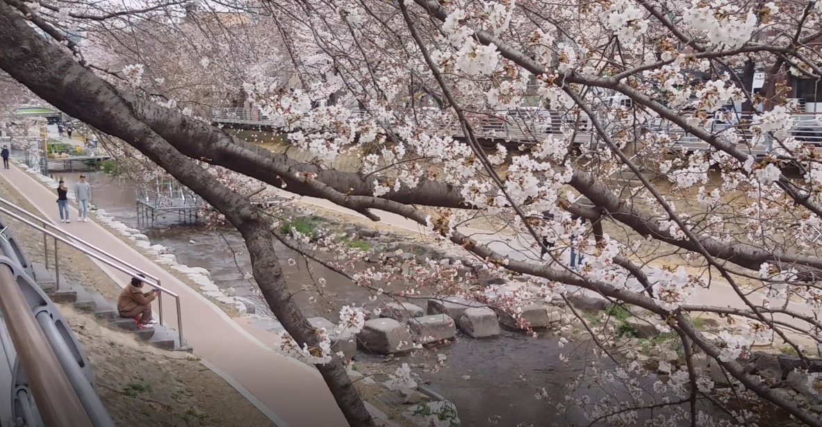 울산벚꽃