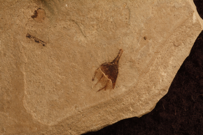 발견한 고추화석. 미국 콜로라도볼더대 제공
