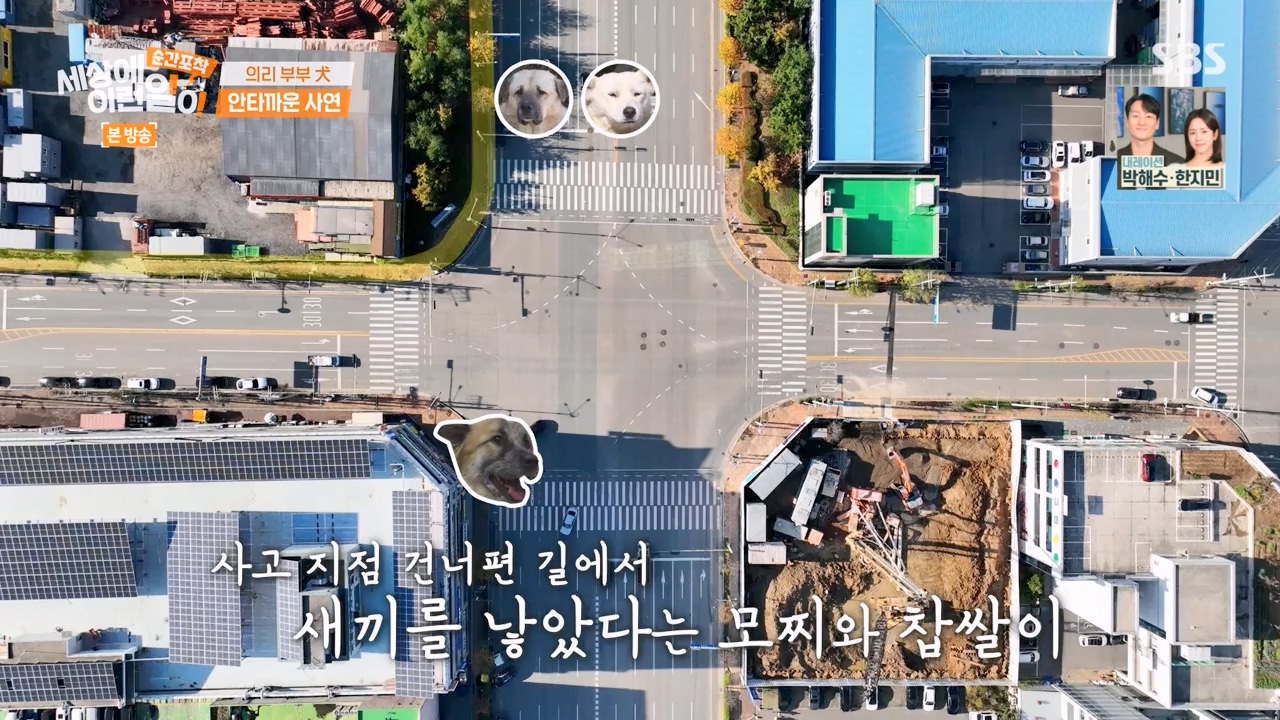 순간포착 세상에 이런일이.E1254.231203p-NEXT.mp4_20231203_140543.078.jpg