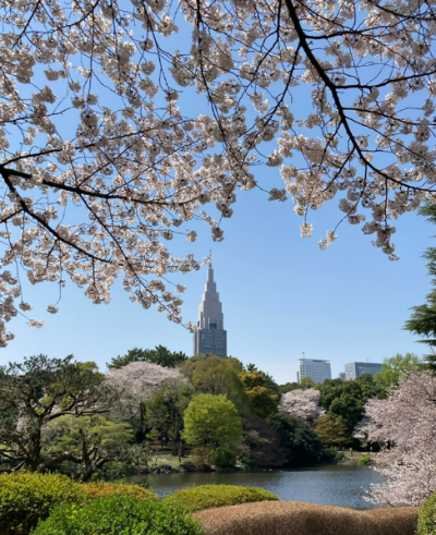 신주쿠 교엔 벚꽃 사진
