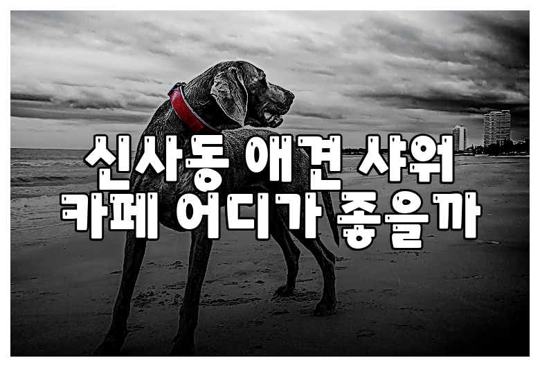 신사동 애견 샤워 카페 어디가 좋을까