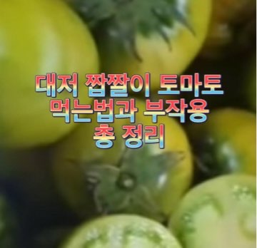 대저-짭짤이-토마토-먹는법-부작용