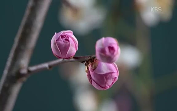다큐 인사이트 - KBS인생정원 - 붉은 매화가 피면] 봄이면 가장 먼저, 그리고 가장 붉게 피어나는 강인한 소성의 매화.ts_20220818_205142.297.jpg