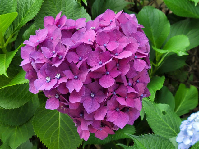 수국모습