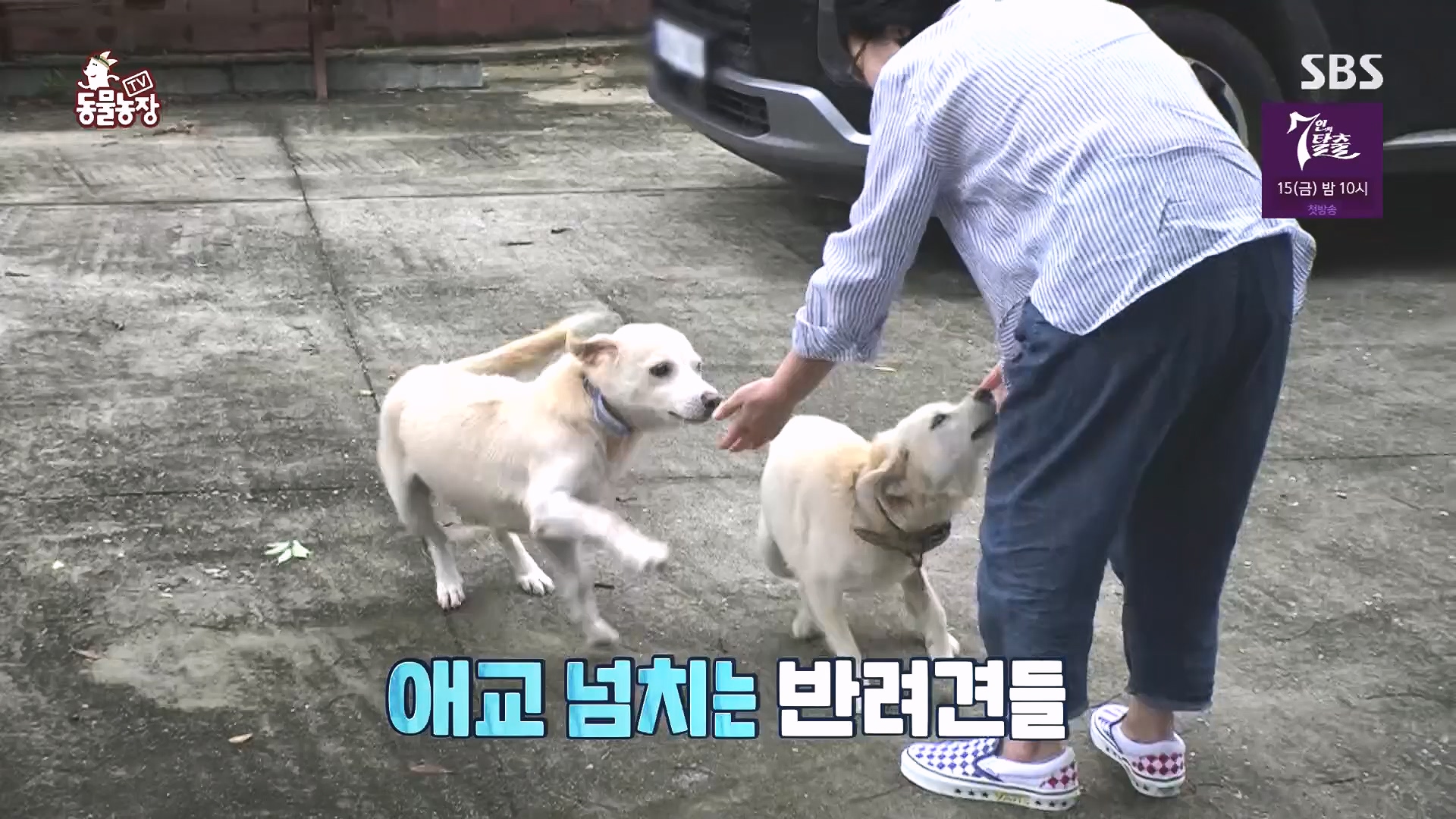 TV 동물농장.E1136.230903p.H264-F1RST.mp4_20230903_180342.193.jpg