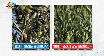 올리브 잎 추출액 효능 / 올리프에이드 만드는 방법