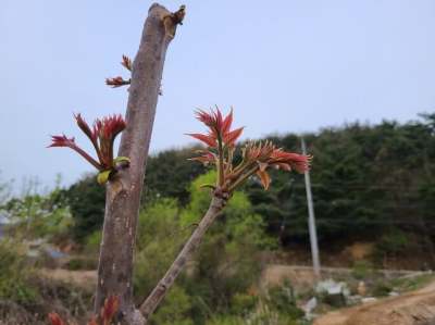  가죽나물 효능 먹는법 부작용 참죽나물 참죽나무 순