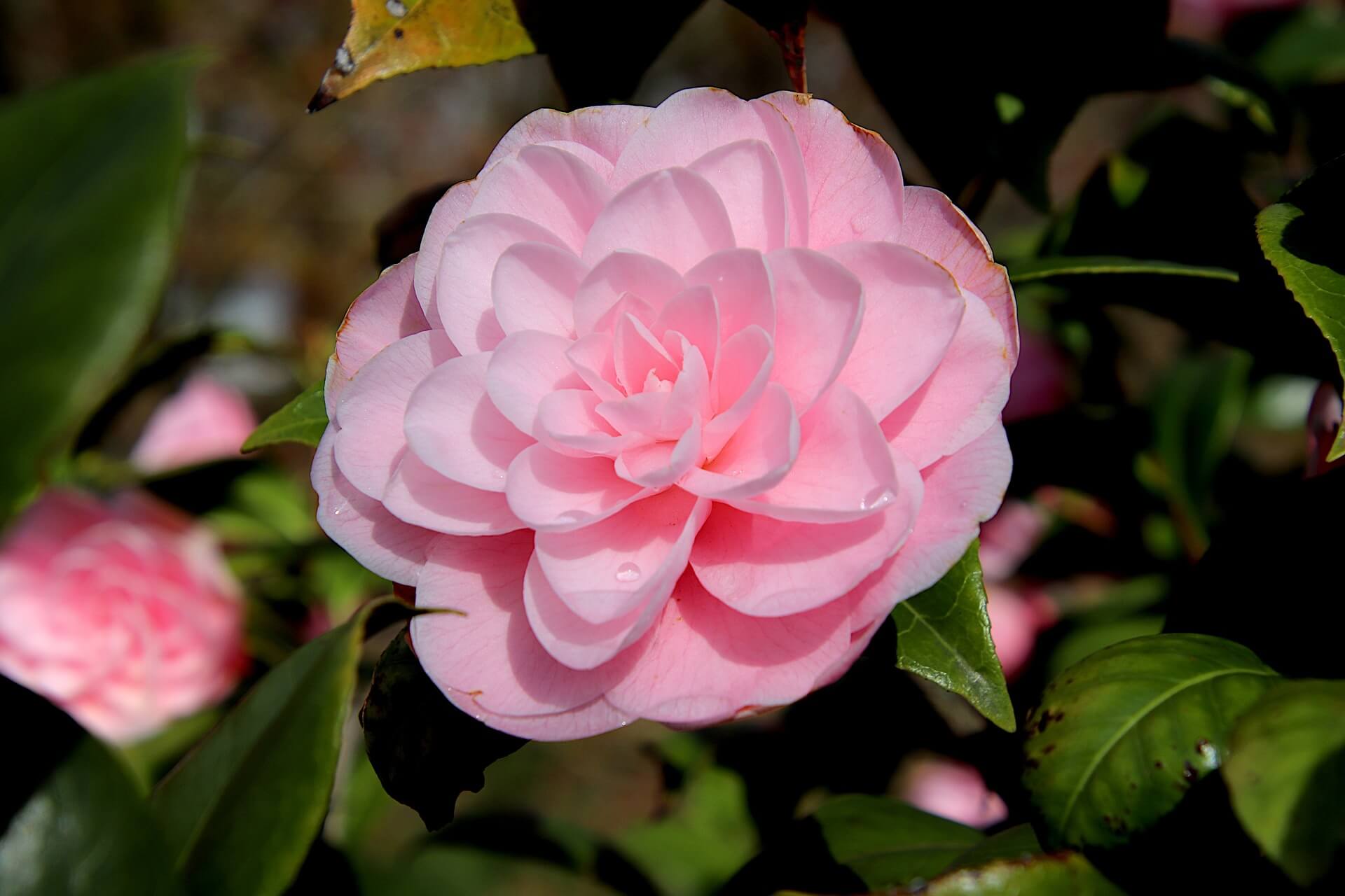 서천 동백꽃 주꾸미축제