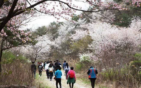 금산 벚꽃 축제 비단고을 벚꽃길