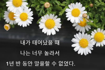 하얀색 데이지 꽃들