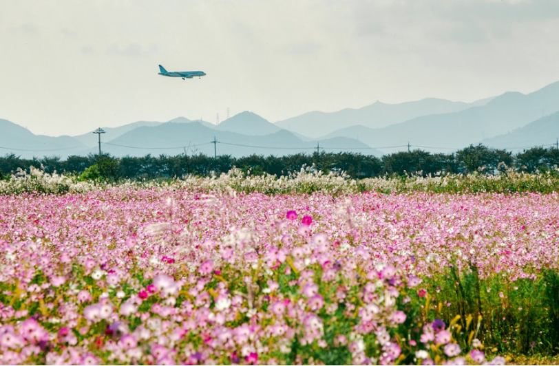 대저생태공원 코스모스
