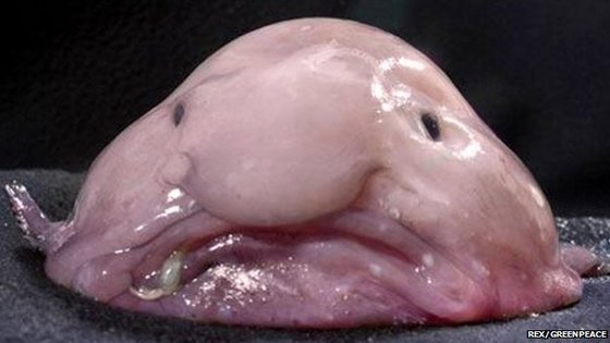 [물고기 백과] 블롭피쉬 Blobfish