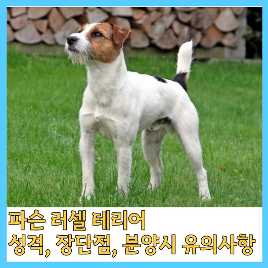  파슨 러셀 테리어 성격, 장단점, 분양시 유의사항
