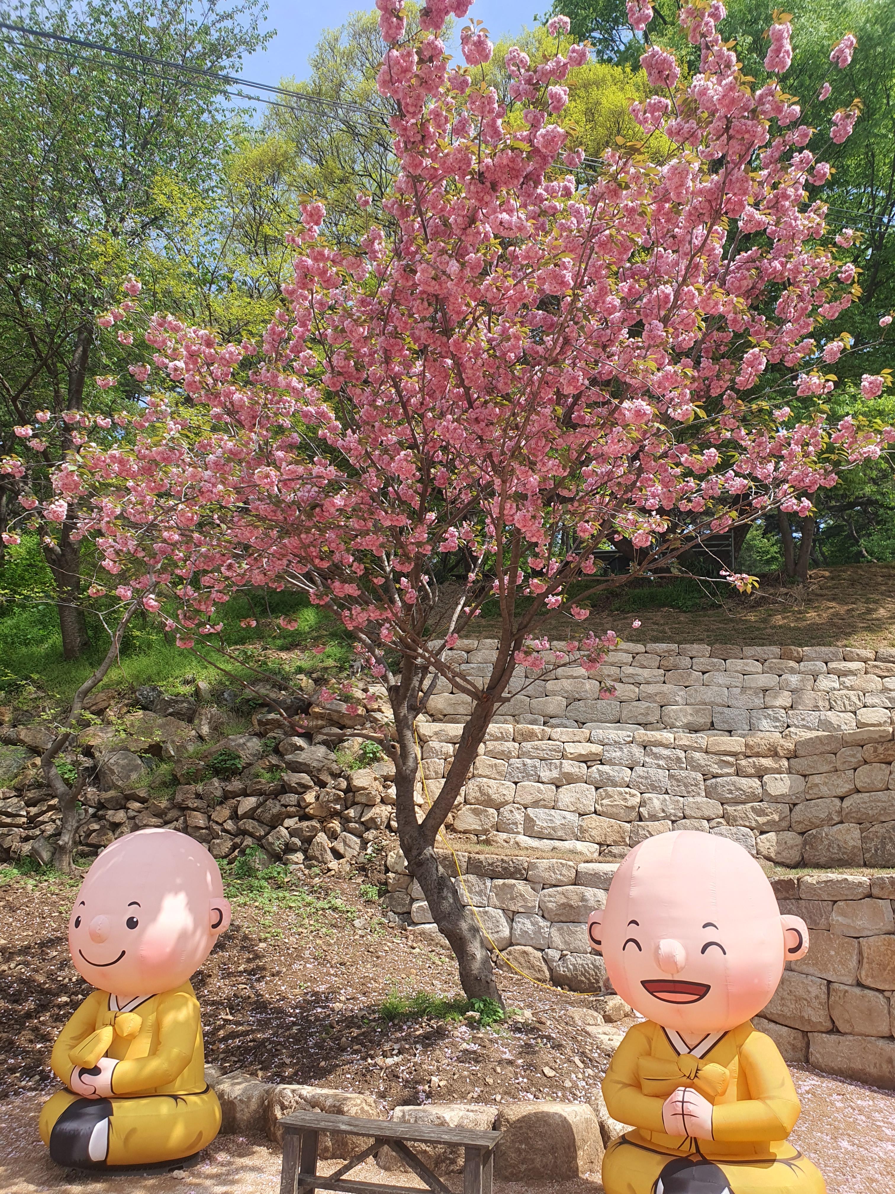 서산 문수사 겹벚꽃 명소(2024년 4월 23일)