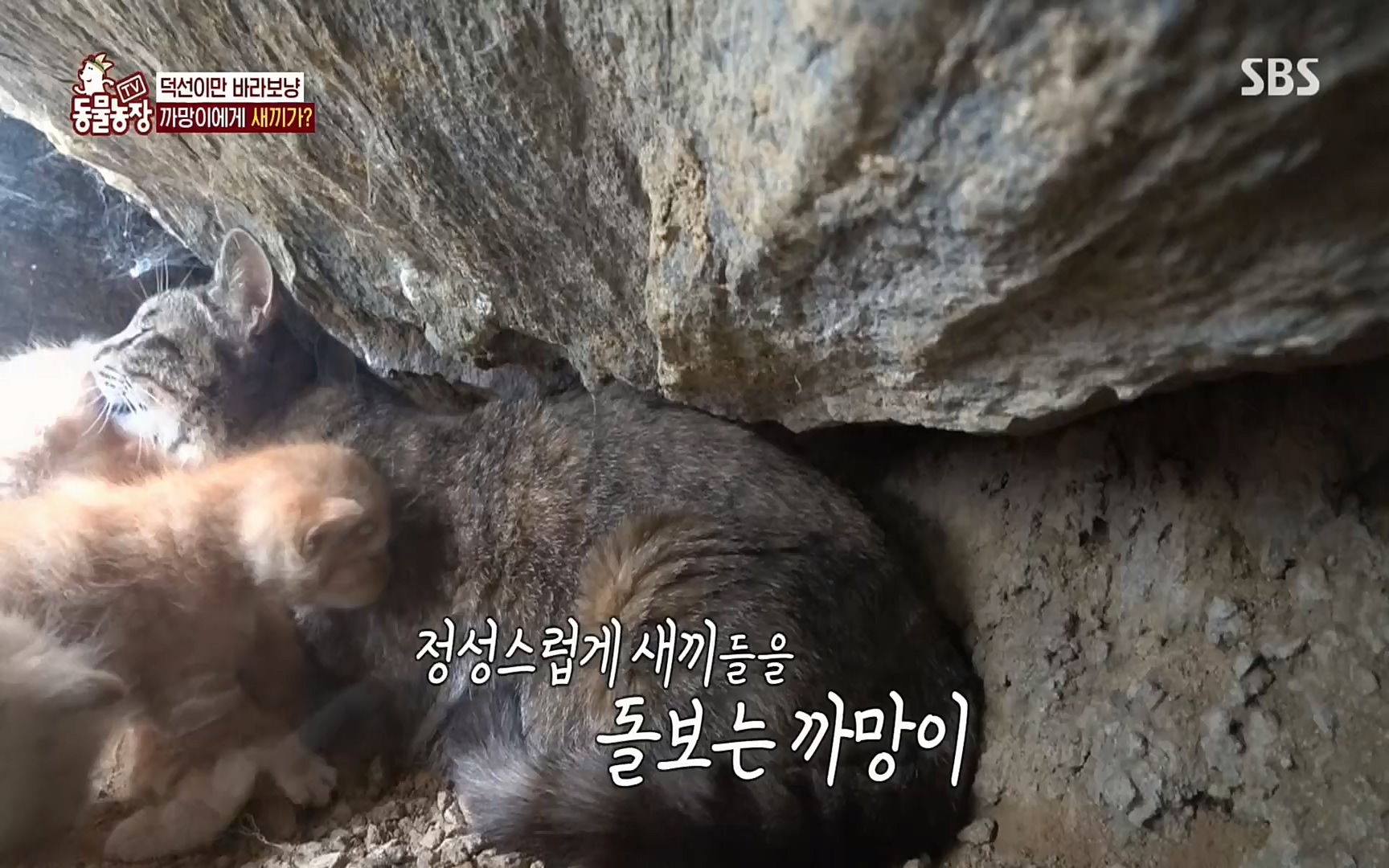 TV 동물농장.E1073.220612p.H264-F1RST.mp4_20220612_181348.431.jpg