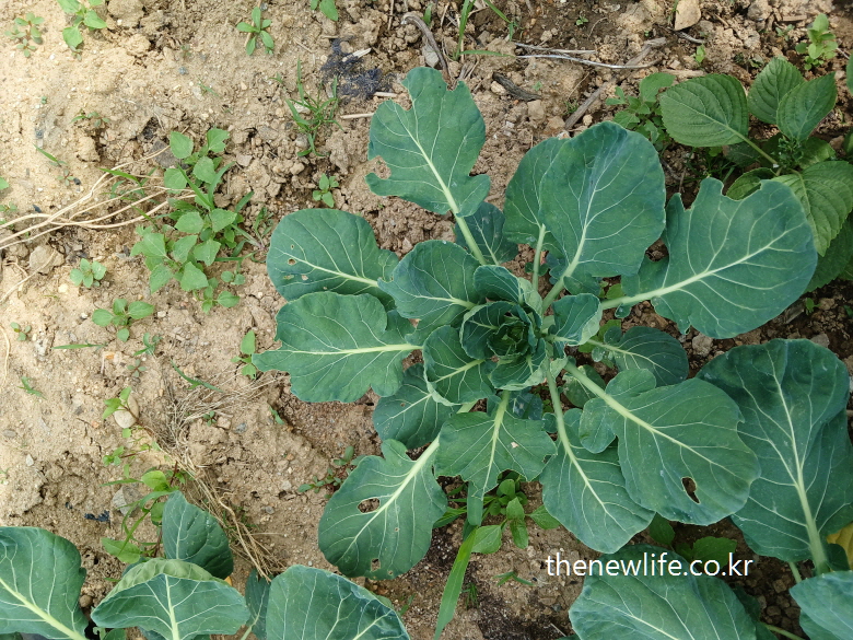 Kale plant with bug-eaten leaves growing naturally in farm soil-벌레 먹은 자국이 있는 케일이 자연스럽게 밭에서 자라는 모습