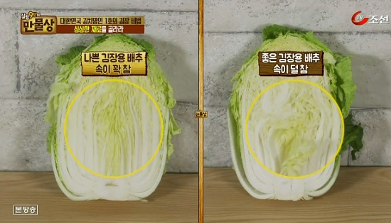 김장배추 수확시기 잘 고르는 방법