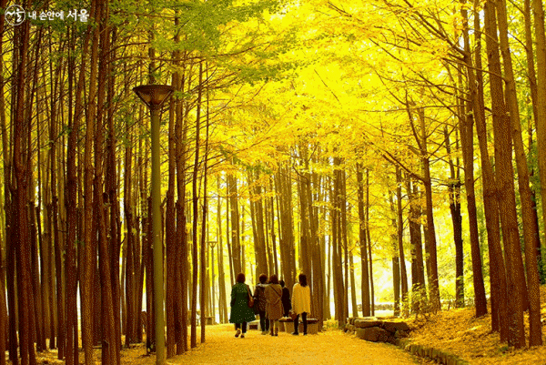 서울숲 단풍