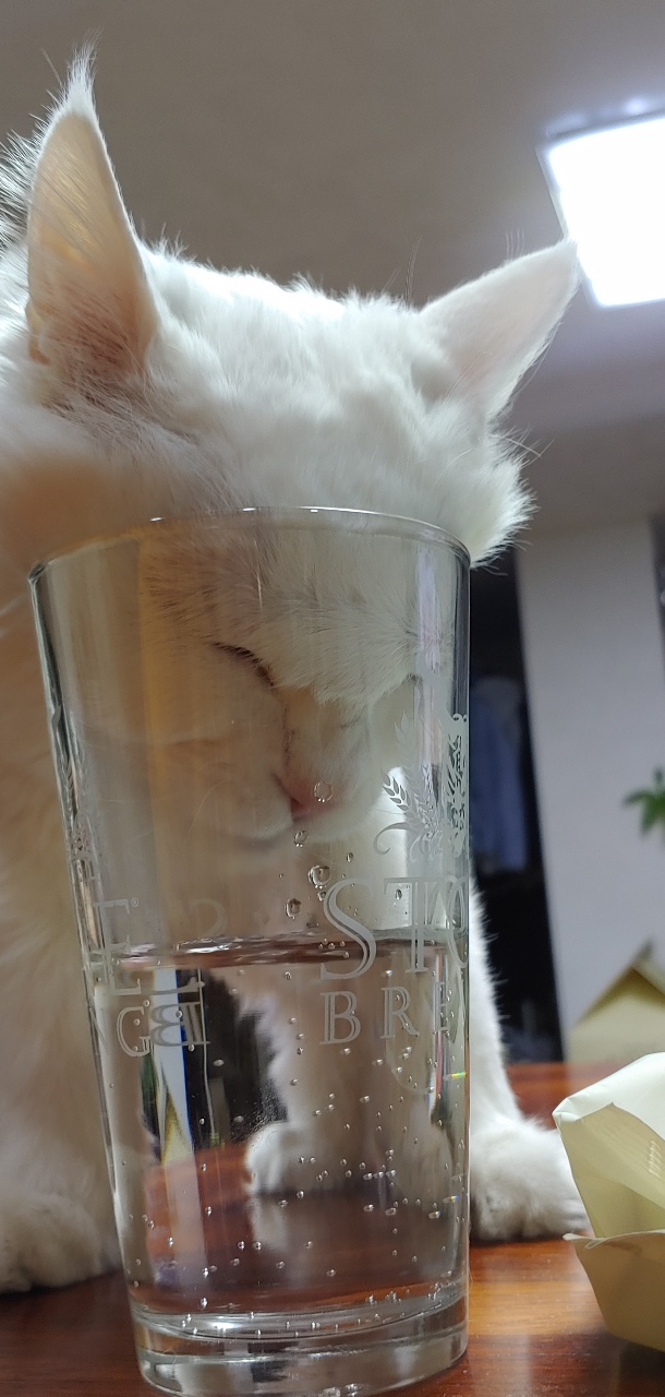  집사 물 훔쳐 먹는 냥이