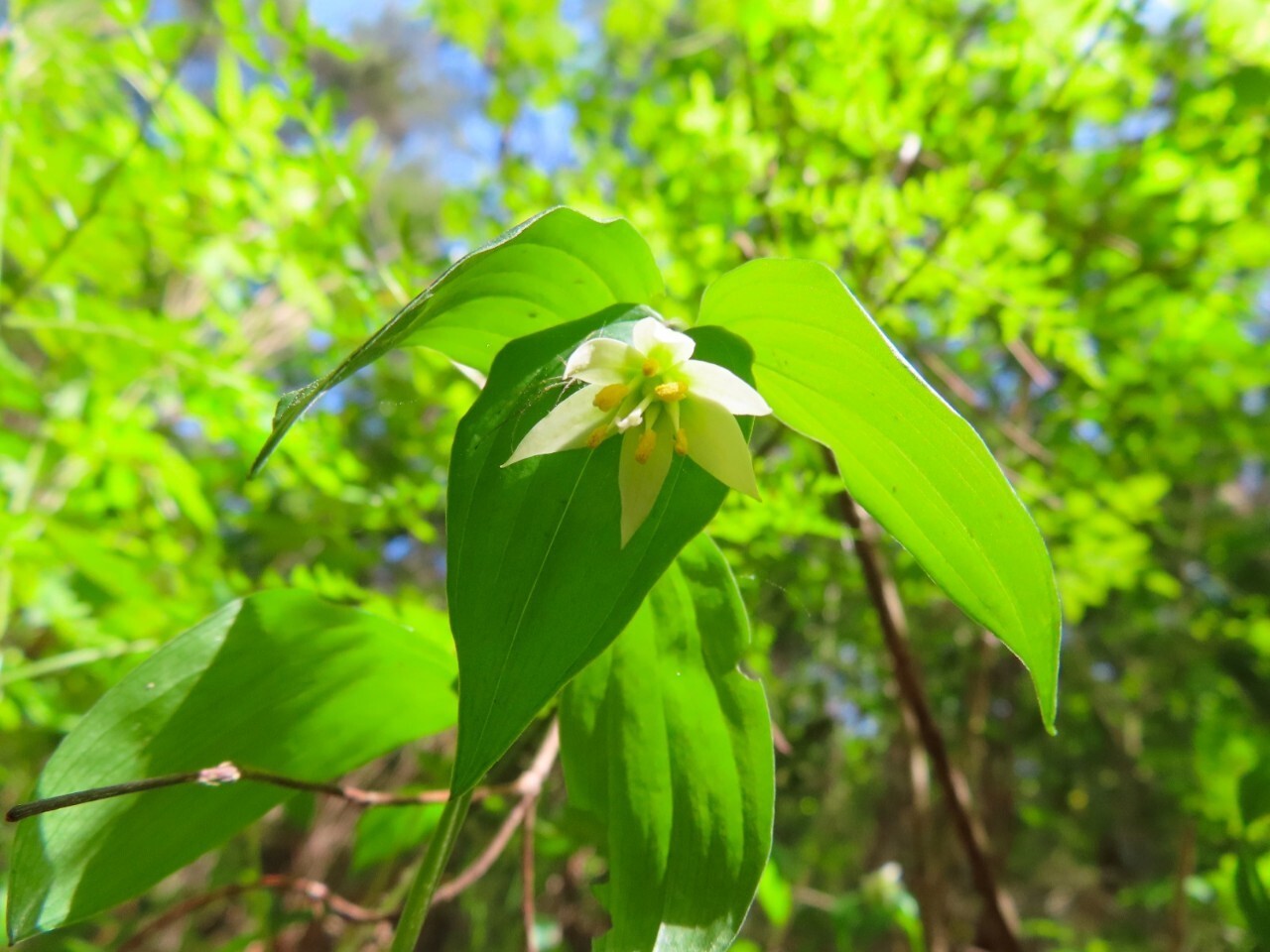 블랙야크 100+, Y출렁다리, 72