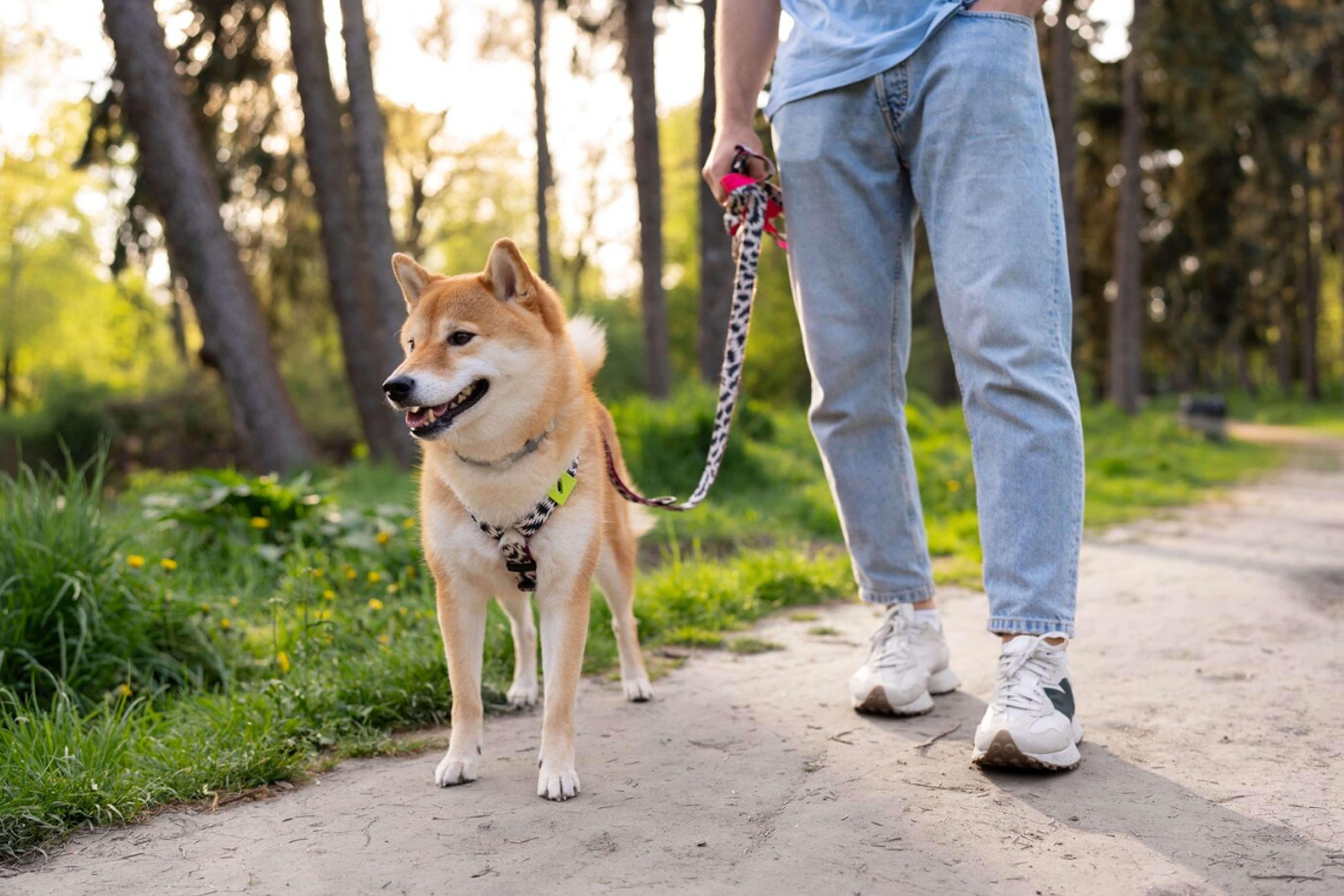 a-dog-on-a-walk